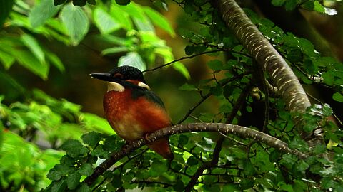 IJsvogel op boomtak op Rusthof